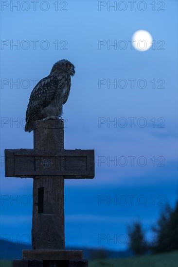 Eurasian eagle-owl (Bubo bubo)