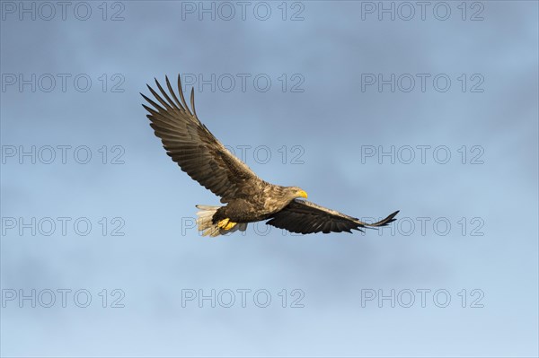 White-tailed eagle (Haliaeetus albicilla) in flight