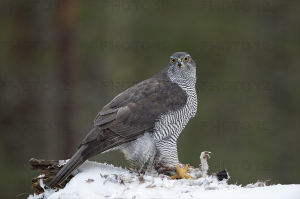 Northern goshawk (Accipiter gentilis) with prey