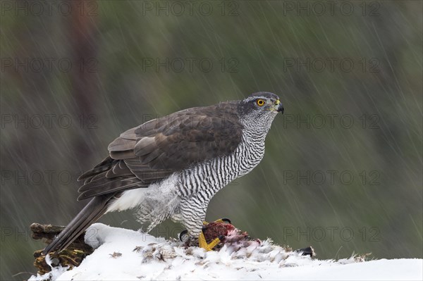 Northern goshawk (Accipiter gentilis) with prey in snow flurry