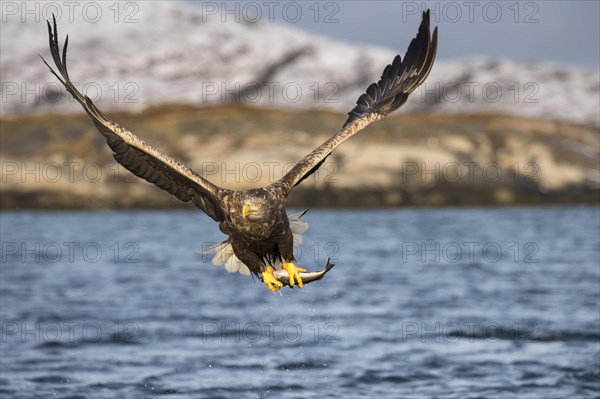 White-tailed eagle (Haliaeetus albicilla) flying with fish prey over water