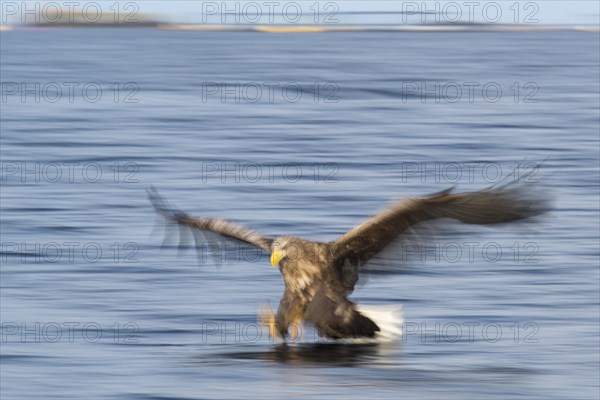 White-tailed eagle (Haliaeetus albicilla) hunting over water