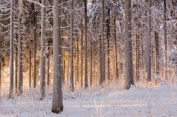 Light-flooded pine forest