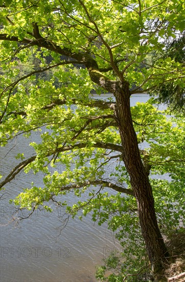 English oak (Quercus robur) on the lakeshore