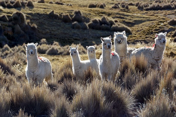 White lamas (Lama glama) in Paja grass