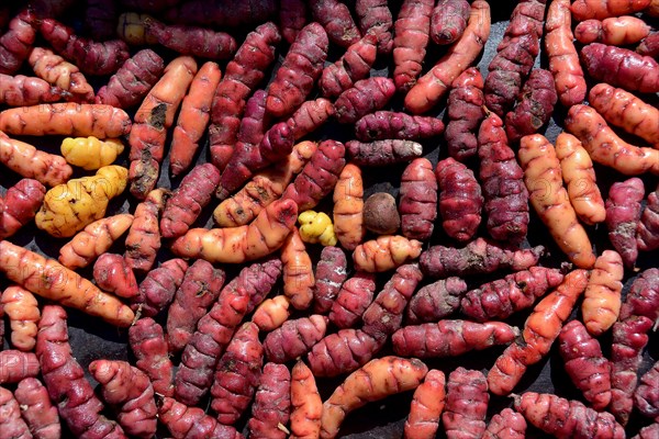 Oca (Oxalis tuberosa)