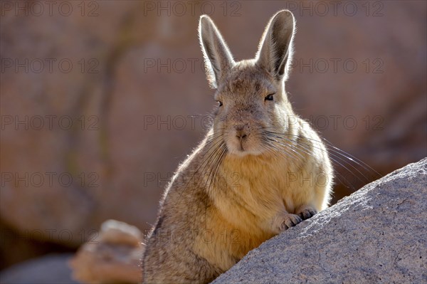 Southern viscacha (Lagidium viscacia) leaning against a rock