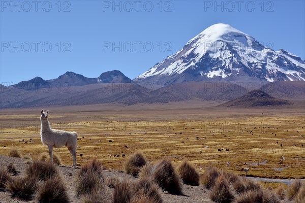 Llama (Lama glama) in front of Nevado Sajama volcano