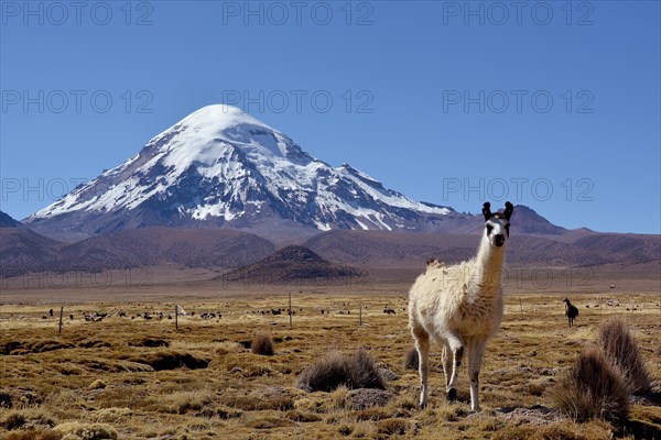 Llama (Lama glama) in front of Nevado Sajama volcano
