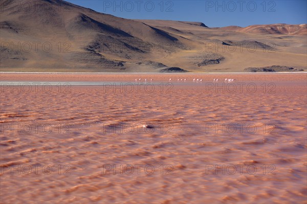 Flamingos (Phoenicopterus sp.) in Laguna Colorada