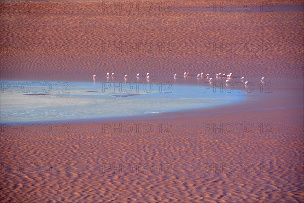 Flamingos (Phoenicopterus sp.) in Laguna Colorada