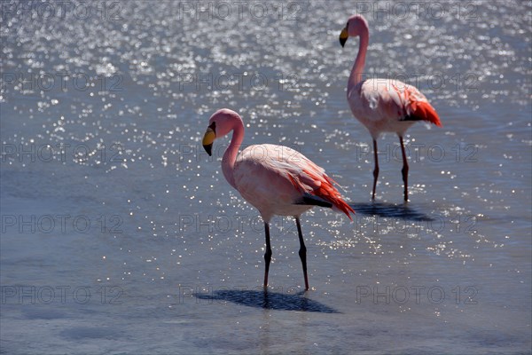 Laguna Hedionda with James's Flamingos (Phoenicoparrus jamesi)