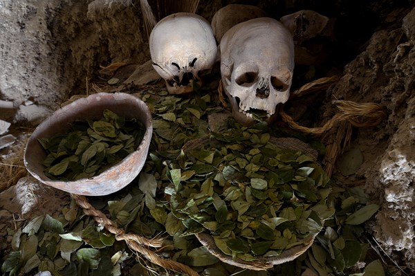 Skull of a mummy with victims of coca