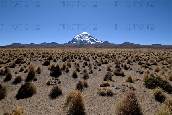 Salaam volcano with ichu grass (Stipa ichu) in Sajama National Park