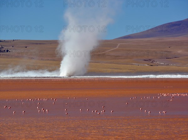 Cyclone of borax sediment on a lake with flamingos (Phoenicopterus sp.) in red water