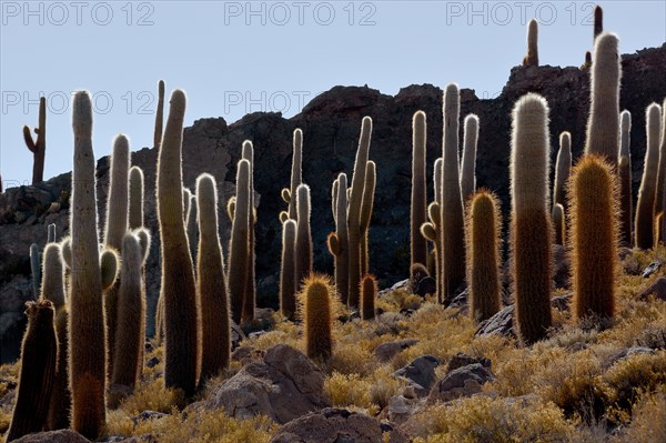 Cacti (Echinopsis atacamensis)