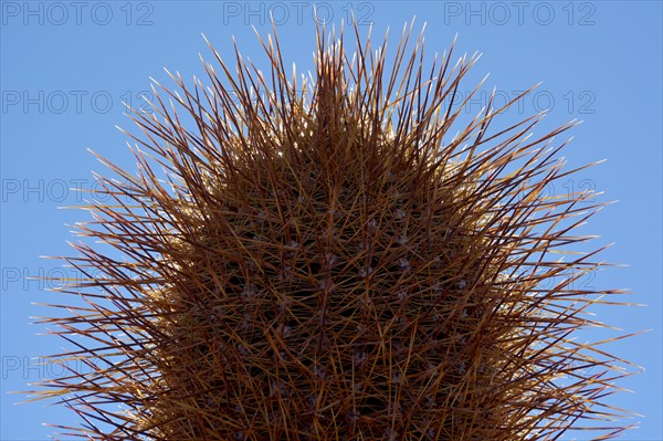 Cactus (Echinopsis atacamensis)