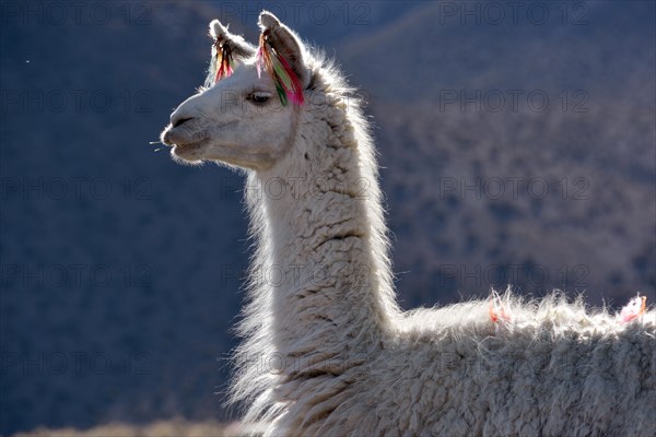 White llama (Lama glama)