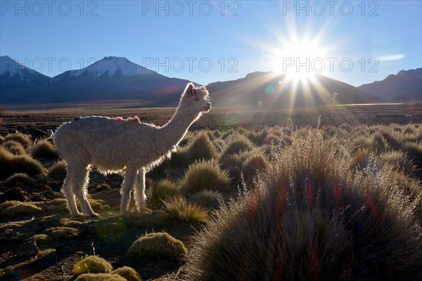 Llama (Lama glama) on pasture