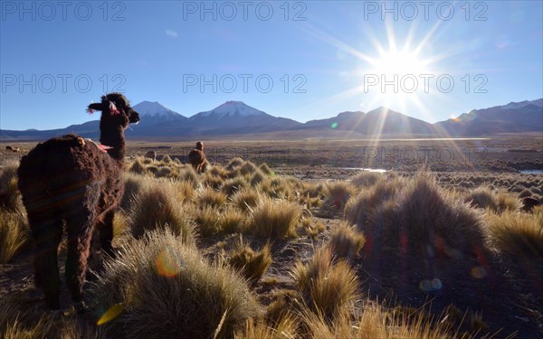 Llama (Lama glama) on pasture