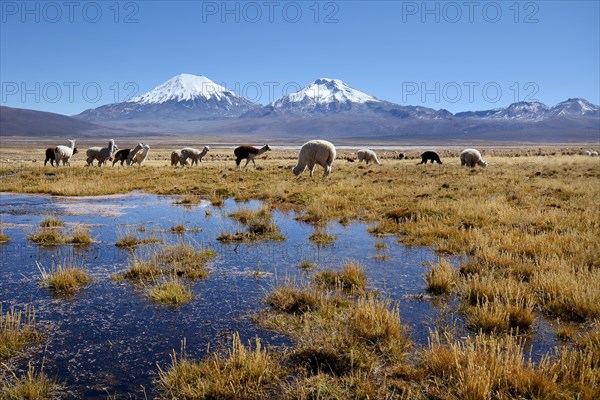 Snow-covered volcanoes Pomerape and Parinacota