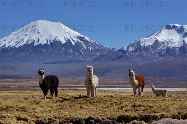 Snow-covered volcanoes Pomerape and Parinacota