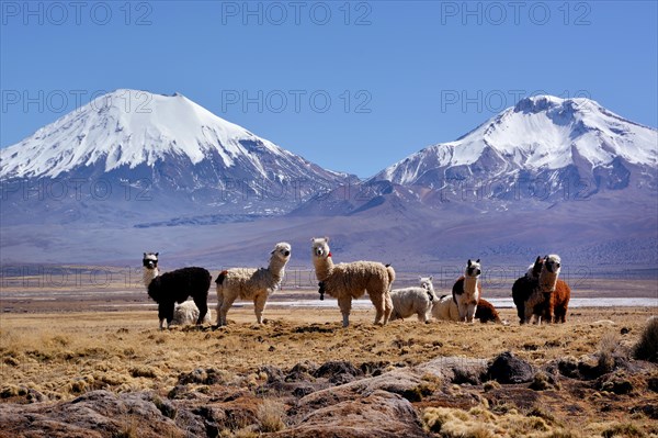 Snow-covered volcanoes Pomerape and Parinacota