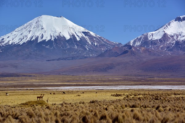 Snow-covered volcanoes Pomerape and Parinacota