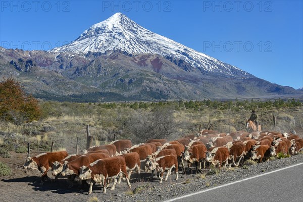 Cattle herd with Gaucho at the roadside in front of snow-covered volcano Lanin