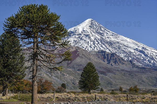 Snow-covered volcano Lanin and monkey puzzle trees (Araucaria araucana)