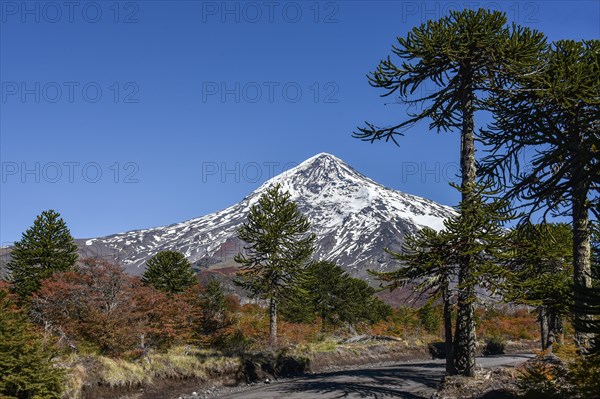 Snow-covered volcano Lanin and monkey puzzle trees (Araucaria araucana)