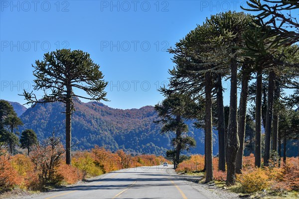 Road leads through monkey puzzle trees (Araucaria araucana)