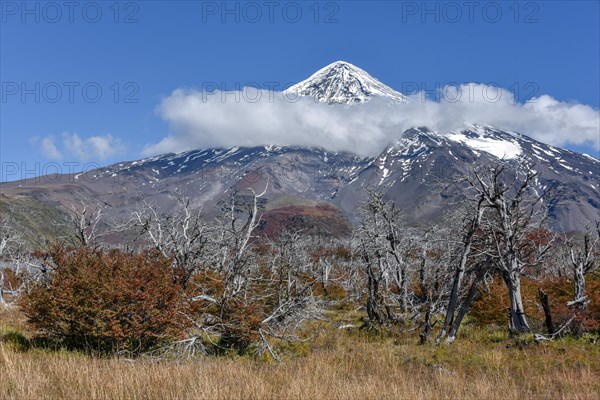 Snow covered volcano Lanin