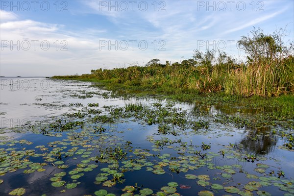 Esteros del Ibera Marsh