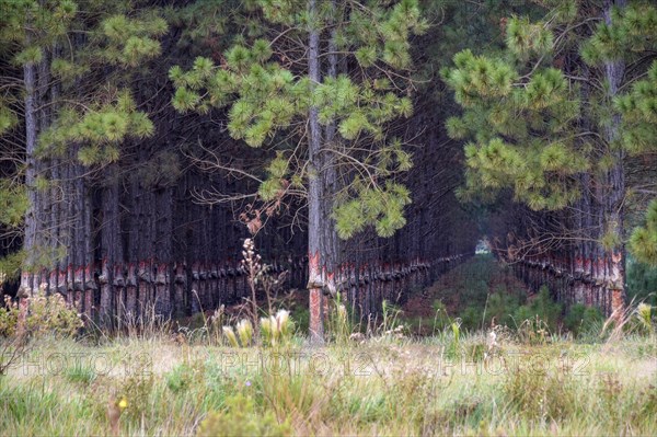 Large plantation of Pines (Pinus) with detached tree bark or resin batches for resin extraction in the swamp area of Esteros del Ibera