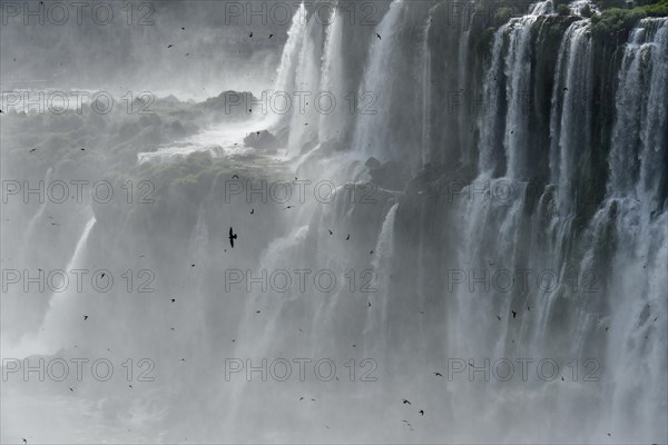 Many great dusky swift (Cypseloides senex) in front of the plunging water masses of the Garganta del diablo