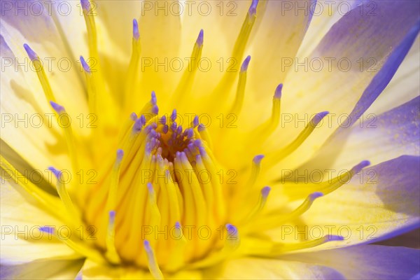 Cape Blue Water Lily (Nymphaea capensis)