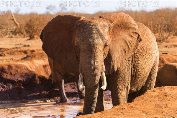 African Elephant (Loxodonta africana)