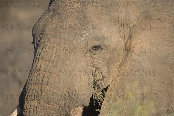 African Elephant (Loxodonta africana)