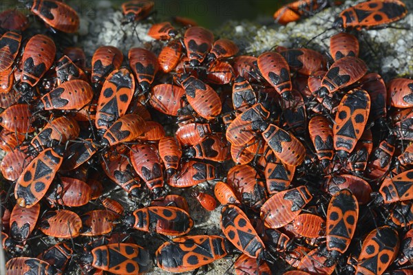 Firebug (Pyrrhocoris apterus)