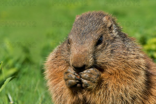 Marmot (Marmota)