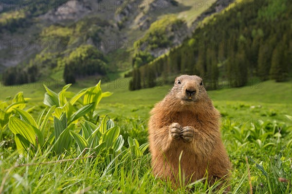 Marmot (Marmota)