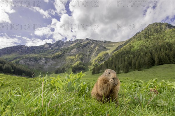 Marmot (Marmota)