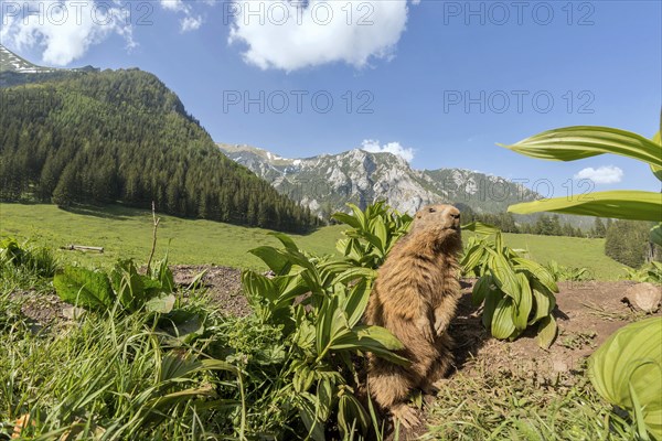 Marmot (Marmota)