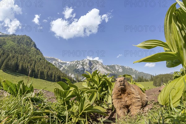 Marmot (Marmota)