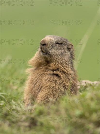 Marmot (Marmota)