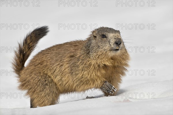 Marmot (Marmota)