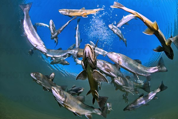 Char (Salvelinus) and brown trout (Salmo trutta fario)