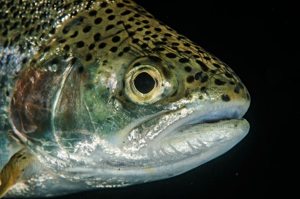 Brown trout (Salmo trutta fario)