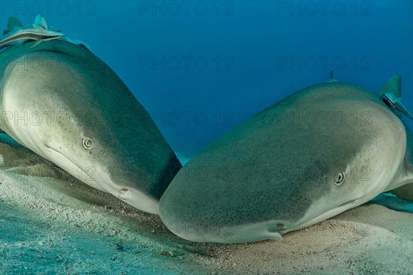 Lemon sharks (Negaprion brevirostris) on the seabed